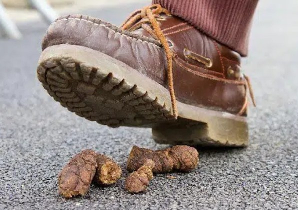 How To Clean Dog Poop Off Shoes